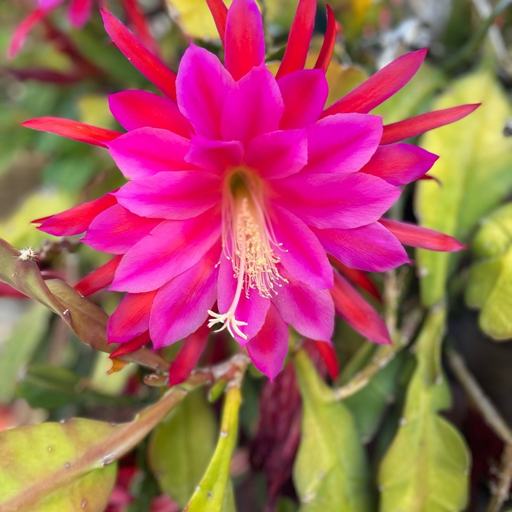 Meet your Posher, Liz